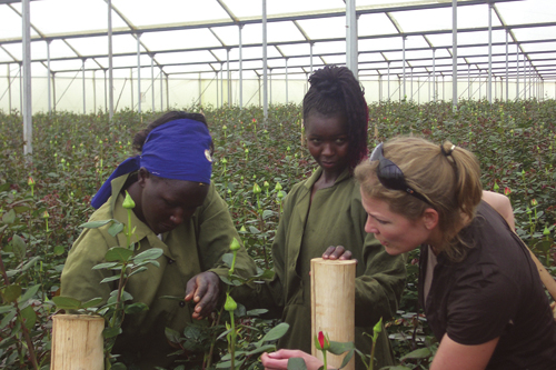 Figure 3.6 Producing flowers for sale in Europe has become an important
source of income for many countries in Africa.