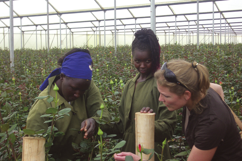 Figur 3.6 Produksjon av blomster for salg i Europa er blitt en viktig
inntektskilde for mange land i Afrika.