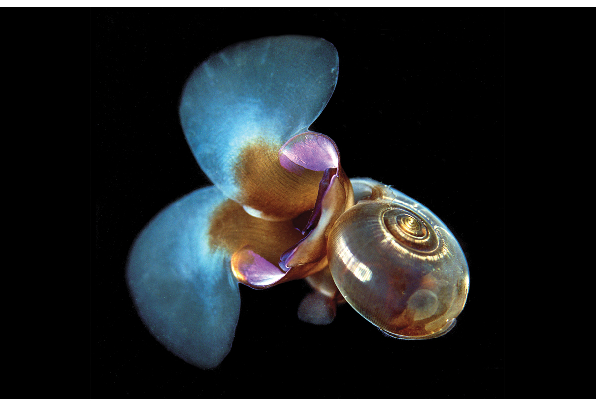 Figur 3.5 Vingesneglen flueåte (Limacina helicina).