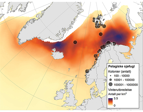 Figur 4.21 Kolonier og vinterutbredelse (november–januar) for de seks mest tallrike norske pelagiske sjøfuglene (havhest, krykkje, lomvi, polarlomvi, lunde og alkekonge).