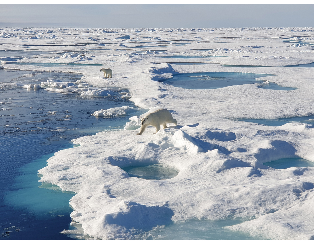 Figur 4.4 Isbjørn i iskantsonen nord for Svalbard i august 2023.