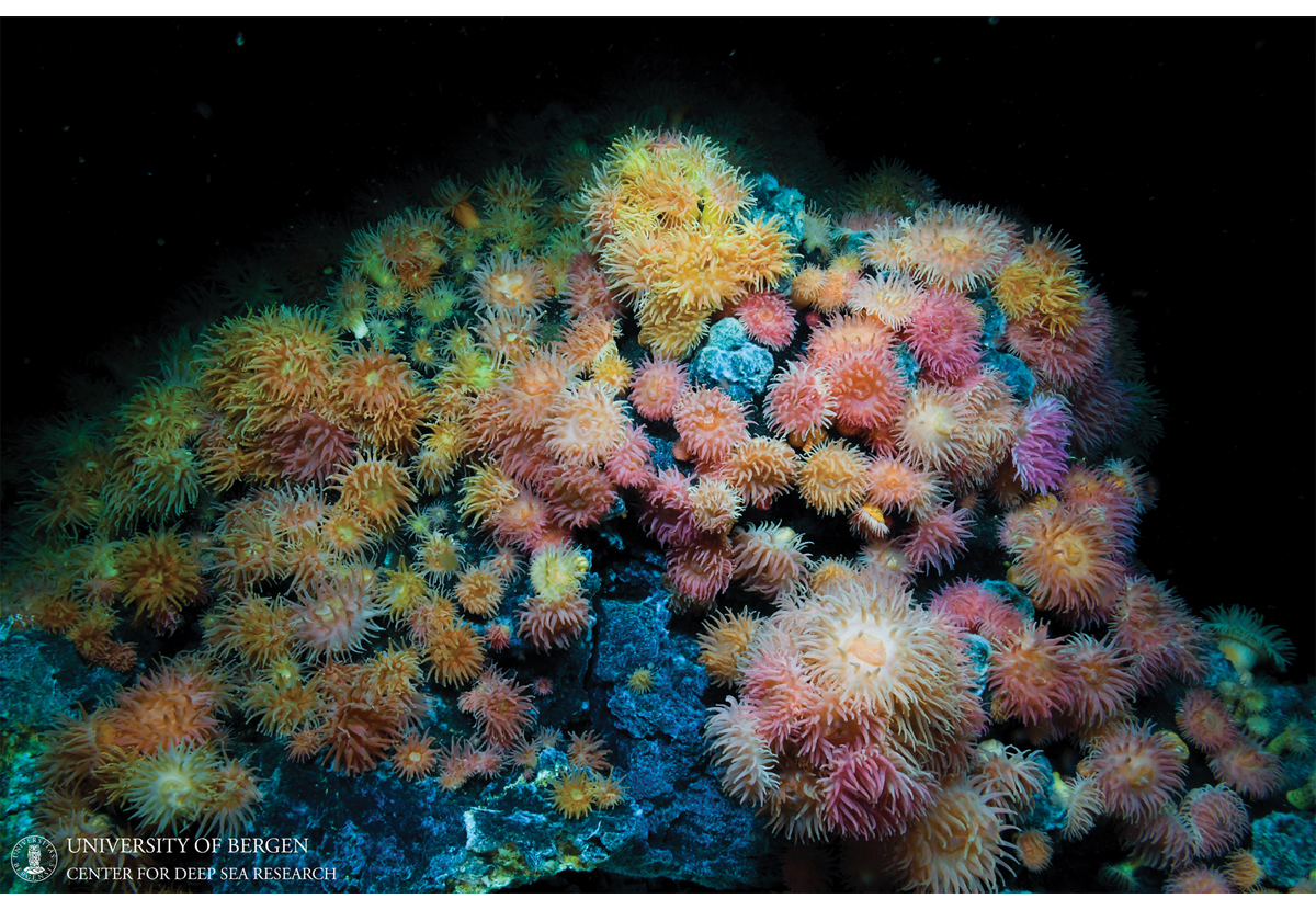 Figur 4.8 Sjøanemoner ved geotermiske kilder på ca. 500 meters dyp ved Jan Mayen-feltene, den arktiske midthavsryggen.