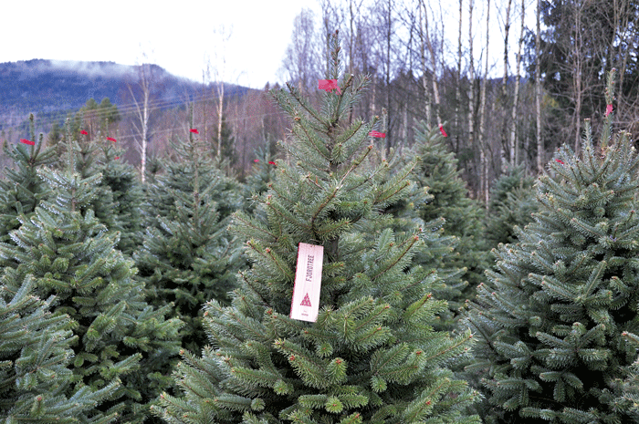 Figur 3.24 Fjordtre. Fjelledelgran med marknadsfortrinn som eit særeige juletreprodukt frå Noreg