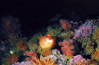 Figure 11.4 Rich marine life on the seabed of Isfjorden, Spitsbergen. 