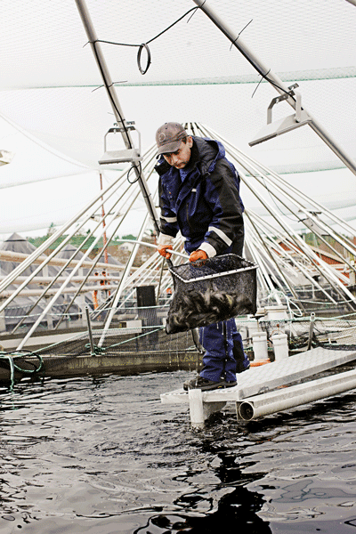 Figur 11.3 Havbruk.
