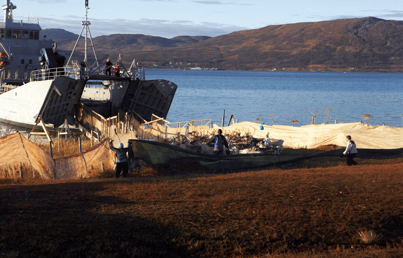 Figur 13.11 Årlig fraktes det reinsdyr med båt fra fastlandet og ut til sommerbeitene på øy- og ytterdistriktene i Nord-Troms og Finnmark.