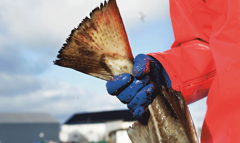 Figur 2.2 Torskefiske, Røst.