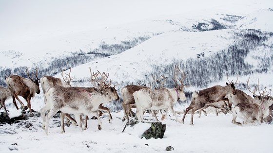 Rein på Finnmarksvidda .