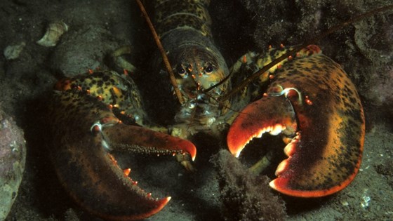 lobster