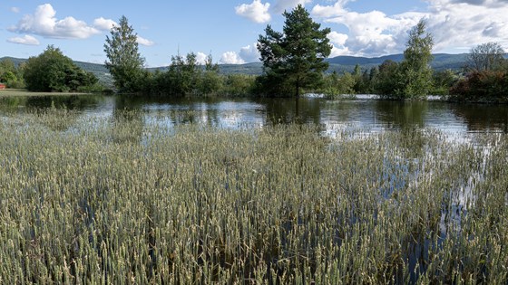 Flom i kornåker