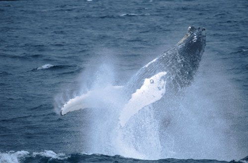 Figur 5.1 Knølhval