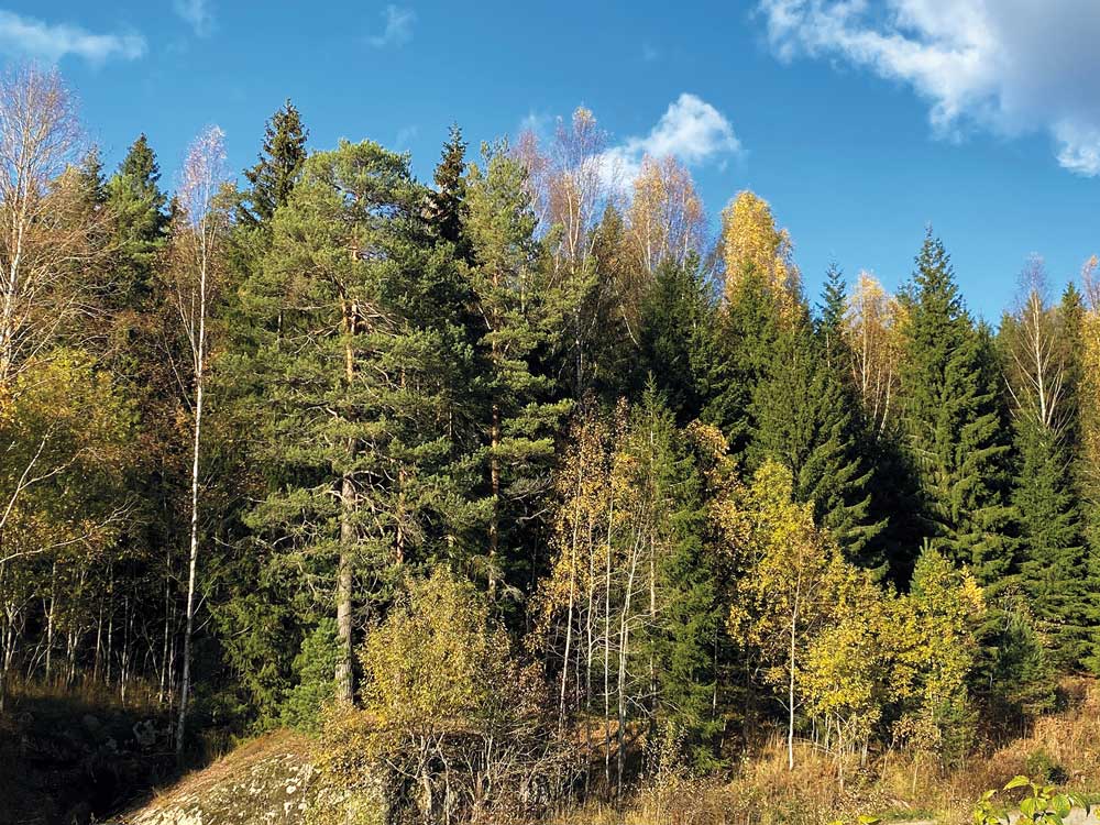 Figure 4.6 Mixed forest containing a variety of tree species