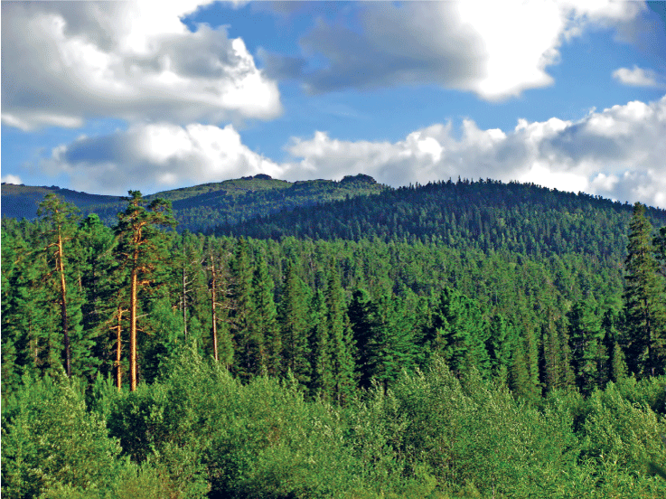 Figur 4.4 Skogen har eit stort CO2-opptak.