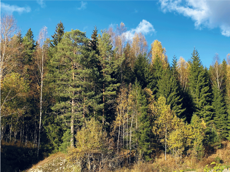 Figur 4.6 Blandingsskog med fleire ulike treslag.