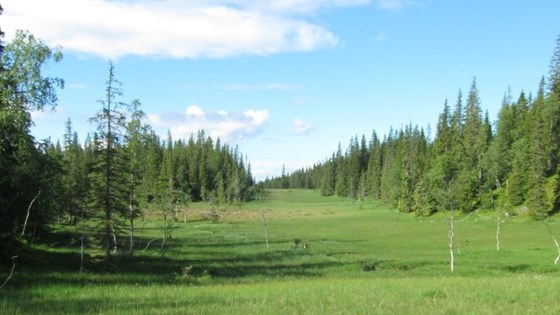 Slåttemyr og kalkskog