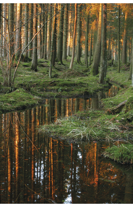 Figur 9.1 Skog og skogforvaltning kan bidra til reduserte klimagassutslipp