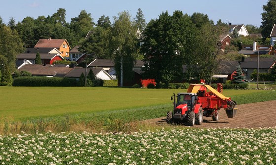 Potetblomstring, Grimstad, Råde i Østfold.