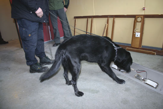 Figure 11.4 Rix has been trained to sniff out objects containing PCBs