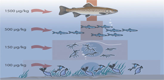 Figure 2.5 Accumulation of organic mercury compounds in the food chain