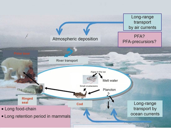 Figure 6.3 Transport of perfluoroalkyl acids and their accumulation in
Arctic food chains