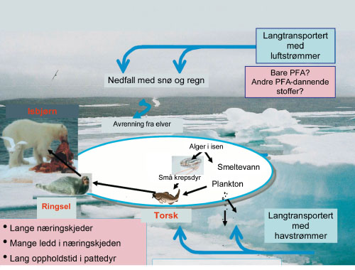Figur 6.3 Transport og akkumulering i arktiske næringsnett av
perfluoralkylsyrer