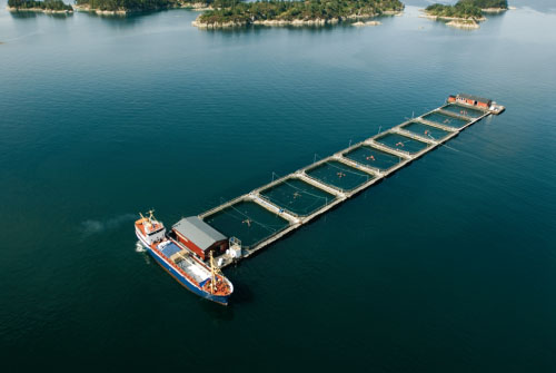 Figur 7.8 Matfiskeanlegg for laks og ørret i Austevoll