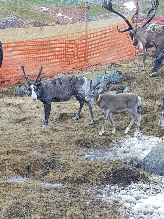 Čeabetmearkkain sáhttá geahpedit miessemassimiid