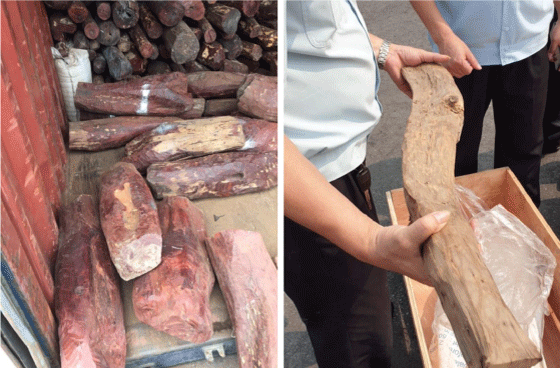 Figur 8.4 Vietnamesiske tollmyndigheter gjorde i 2019 et stort beslag av rød sandeltre (Petrocarpus santalinus) som var importert fra India. Tresorten er regulert under CITES annex 2, og er klassifisert i IUCNs rødliste som «nær truet». Vietnamesiske tollmyndi...