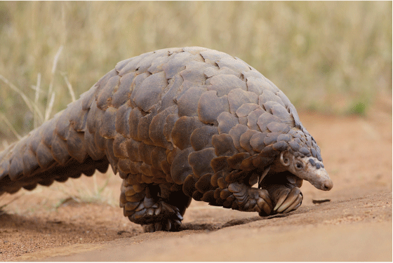 Figur 8.6 Pangolin antas å være det pattedyret som det handles mest ulovlig med i verden. Markedsverdien for rå skall ligger mellom 300 og 2500 amerikanske dollar per kilo, og ulovlig handel med pangolin anslås å ha en verdi på nesten 50 millioner amerikanske ...