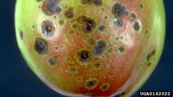 Xanthomonas arboricola pv. pruni. 