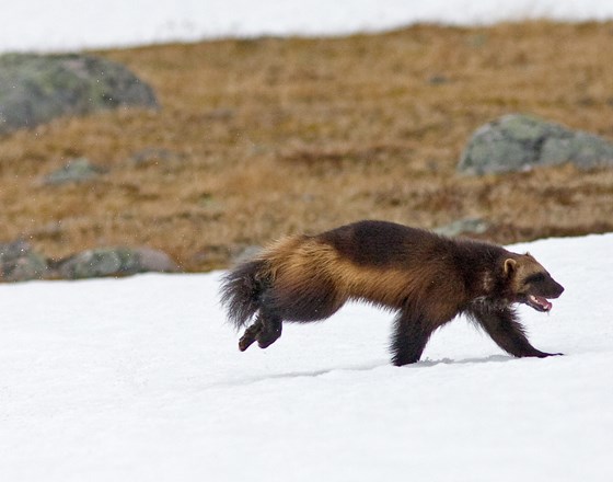 Jerv løper på snø