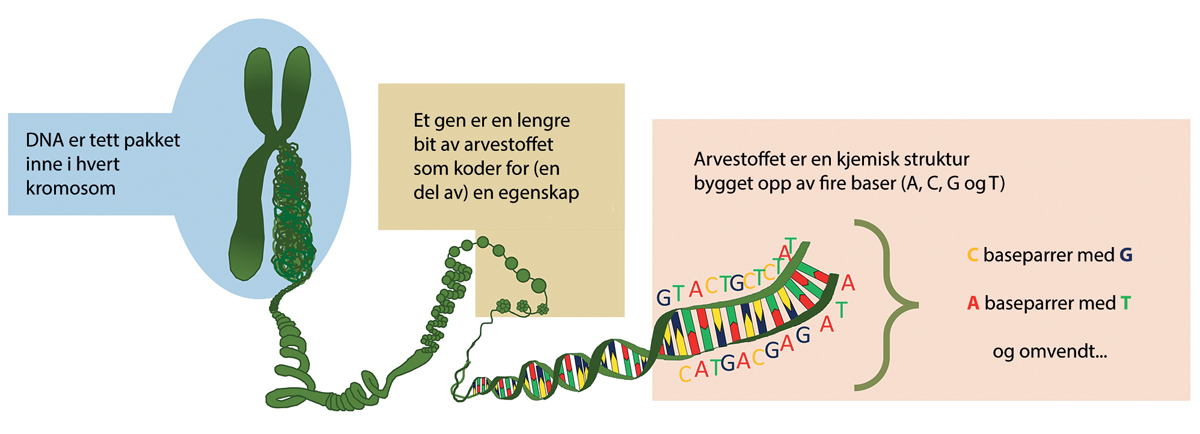 Figur 4.1 Arvestoffets oppbygning er kompleks, og inneholder utgangspunktet for de funksjonelle egenskapene til en organisme, kodet i gener. På detaljnivå er arvestoffet bygget opp av fire baser, og det er den spesifikke rekkefølgen av baser i et gen som utgjø...