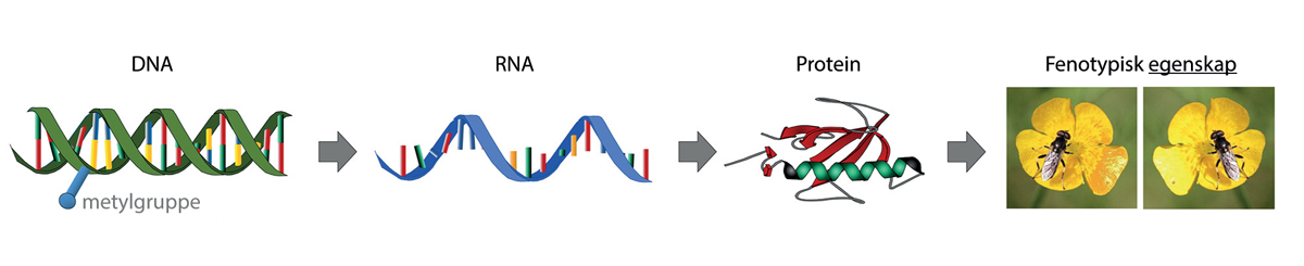 Figur 4.2 Fra DNA og gen til egenskap i organismen. I cellene avleses DNA til RNA, som ligner, men strukturelt er noe forskjellig fra DNA. En bestemt type av RNA (mRNA) avleses og oversettes videre til aminosyrekjeder som danner proteiner gjennom komplekse kob...