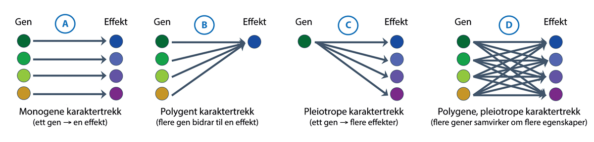 Figur 4.3 En genetisk kodet funksjonell egenskap i en organisme påvirkes i noen tilfeller av et enkelt gen (monogen effekt), og i andre av flere gener (polygen effekt). På samme måte kan et gen i noen tilfeller påvirke bare en kjent egenskap og i andre tilfell...