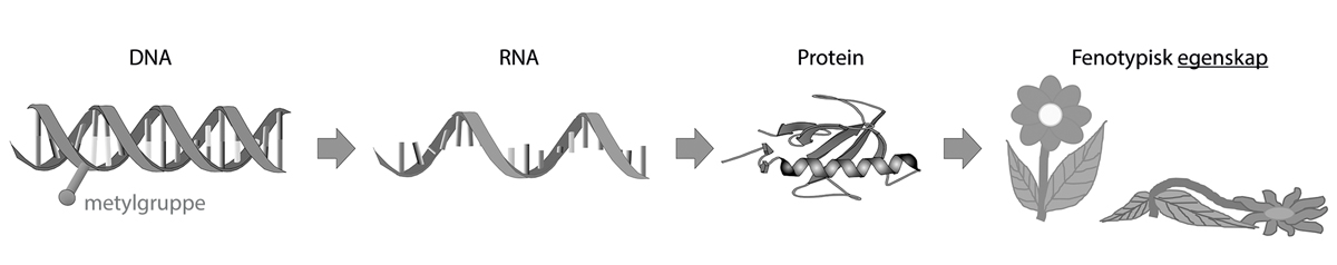 Figur 6.3 Sporbare analytter er en forutsetning for å kunne etablere analysemetoder. I prinsippet kan både DNA (inkludert metyleringsmønsteret), RNA, aminosyrer/proteiner og en del fenotypiske egenskaper danne utgangspunkt for analytisk sporbarhet (identifiser...