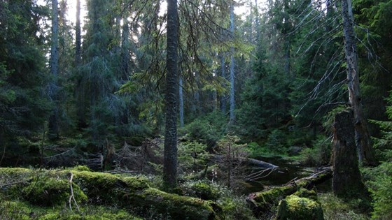 Snellingsrøysene