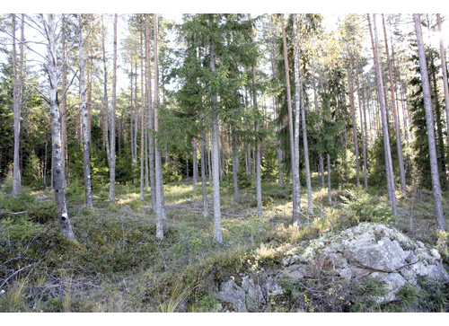 Figur 11.5 Klatretjenhøgda