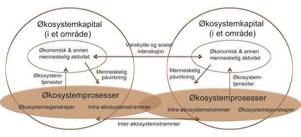 Figur 11.3 Grunnleggende modell for beholdning og strømmer knyttet til økosystemer.