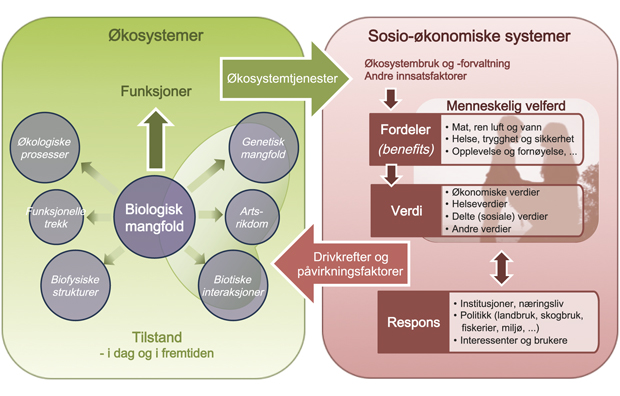 Figur 2.6 Forslag til EU-rammeverk for sammenhengen mellom økosystemer og sosio-økonomiske systemer.