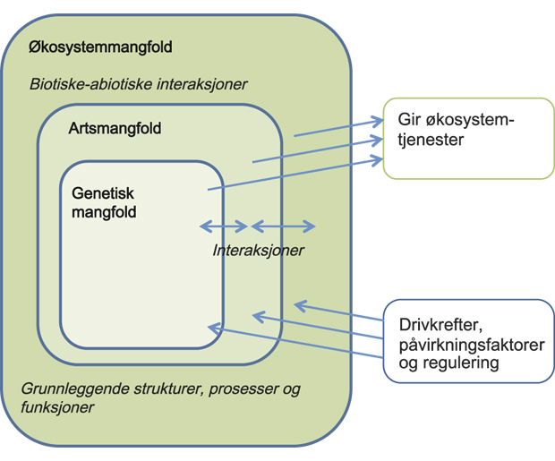Figur 2.7 Alle nivåene av biologisk mangfold bidrar til økosystemtjenester.