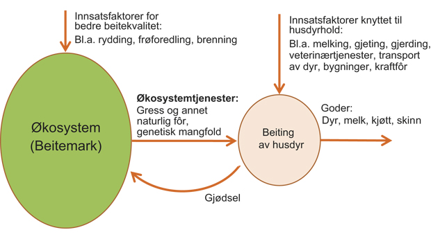 Figur 5.1 Sammenhenger mellom økosystem, økosystemtjenester og høsting av naturressurser – beiting og husdyrhold som eksempel.