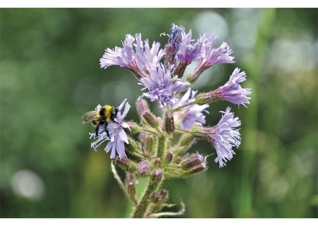 Figur 5.6 Humle på turt (Cicerbita alpina). Pollinering er en viktig økosystemtjeneste.