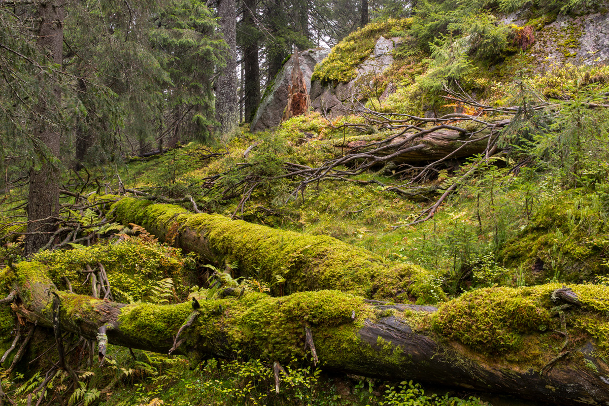 Figur 3.10 Økosystem skog