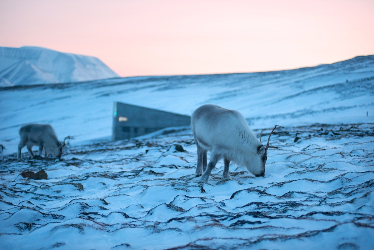 Figur 4.1 Svalbard globale frøhvelv, med svalbardrein