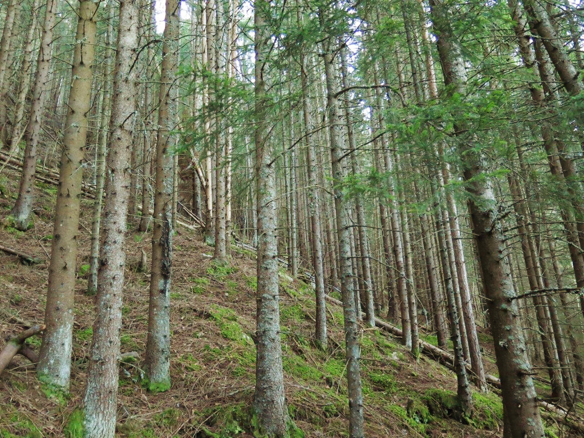 Figur 5.4 Plantet granskog