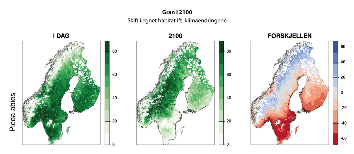 Figur 5.5 Forventet utvikling i egnede leveområder for gran i år 2100