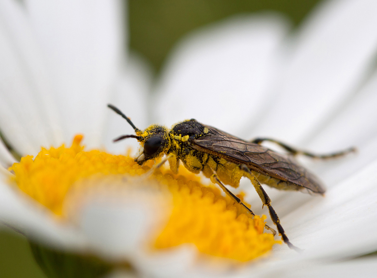 Figur 6.21 Pollinering