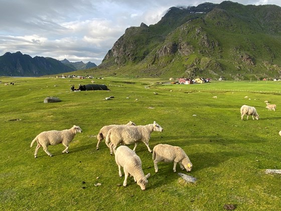 Sauer og turister