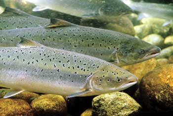 Figur 6.1 Oppdrettsnæringen er Norges desidert største
animalske produksjon.
