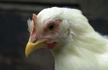 Figur 6.6 Høns holdes for egg- og kjøttproduksjon,
men er også populære hobbydyr.